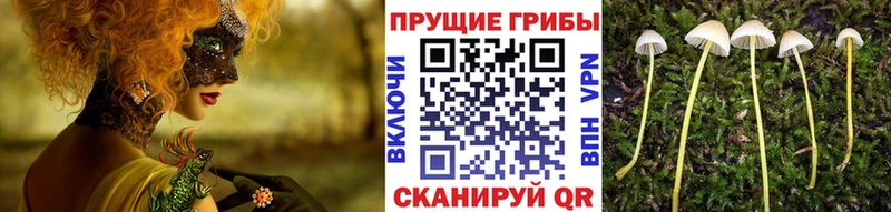 Галлюциногенные грибы мицелий  Кондопога 